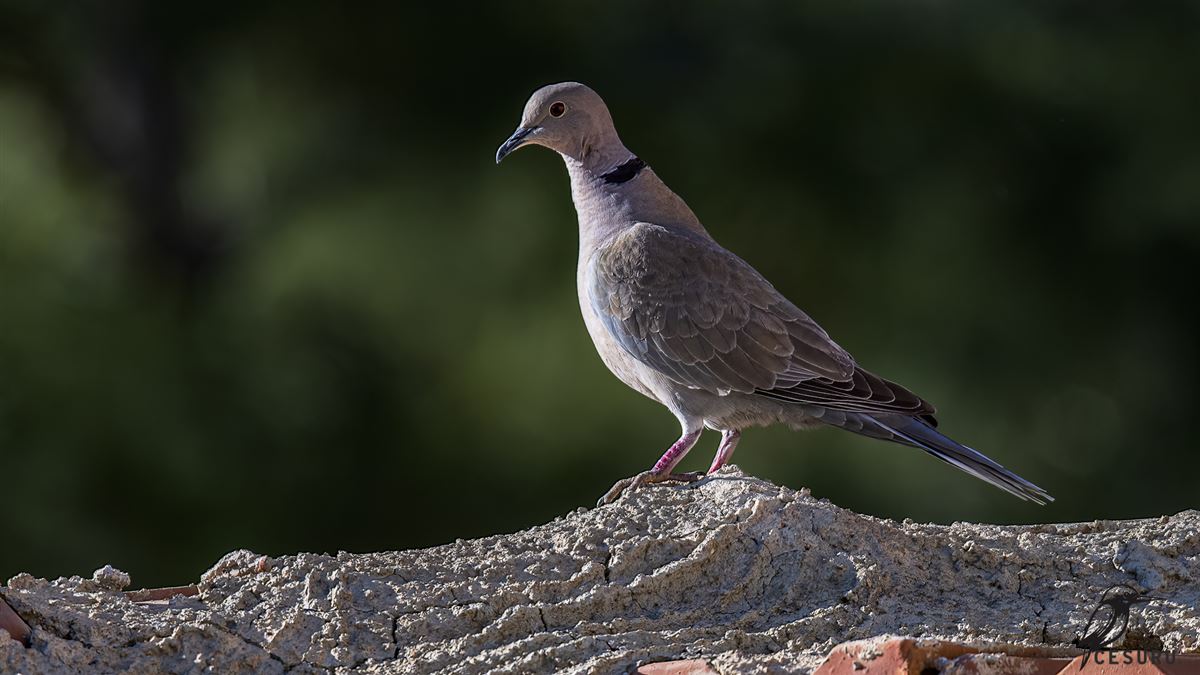 Eurasian Collared Dove