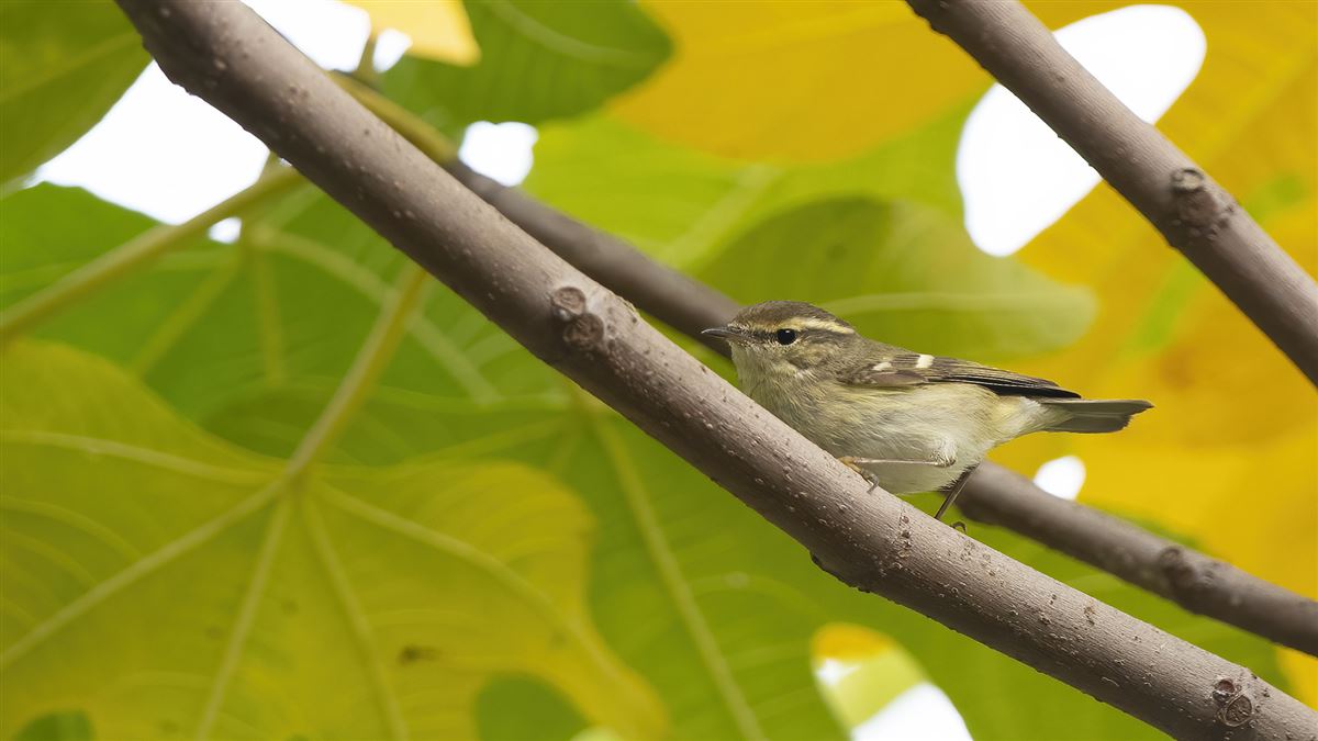 Hume`s Leaf Warbler