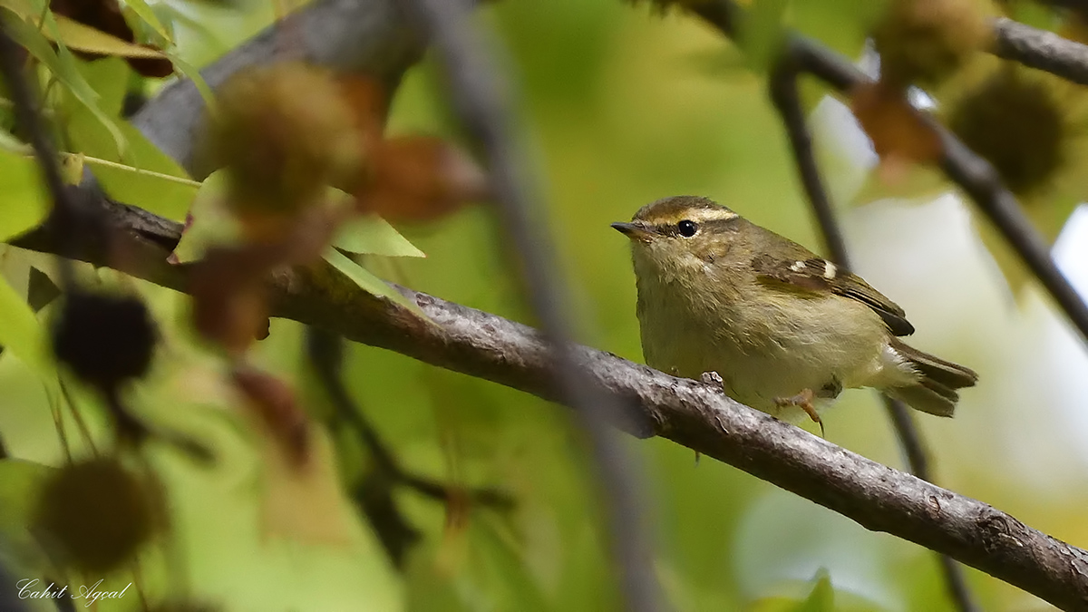 Hume`s Leaf Warbler