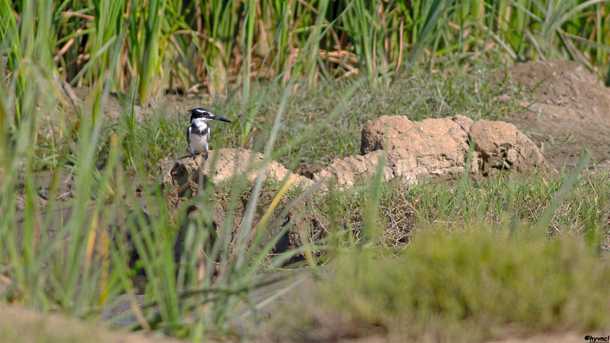 Pied Kingfisher