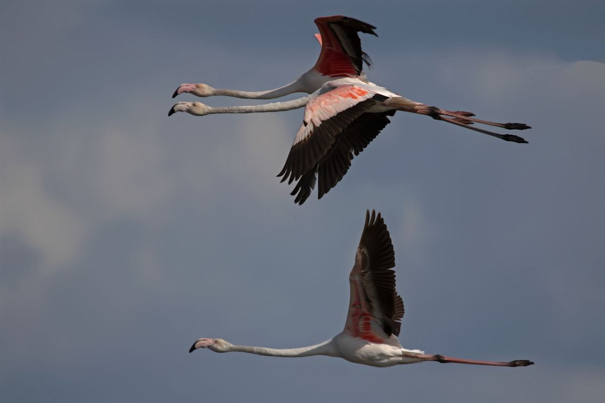 Greater Flamingo