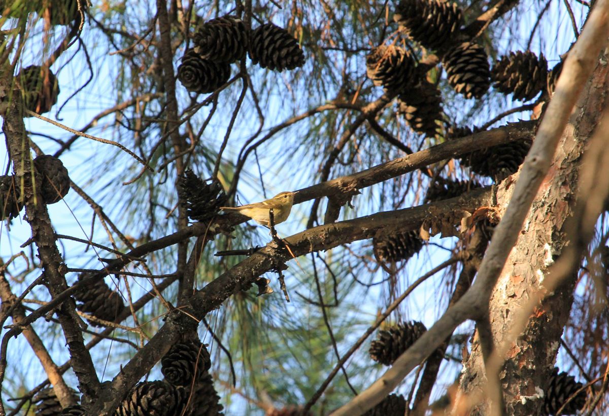 Hume`s Leaf Warbler
