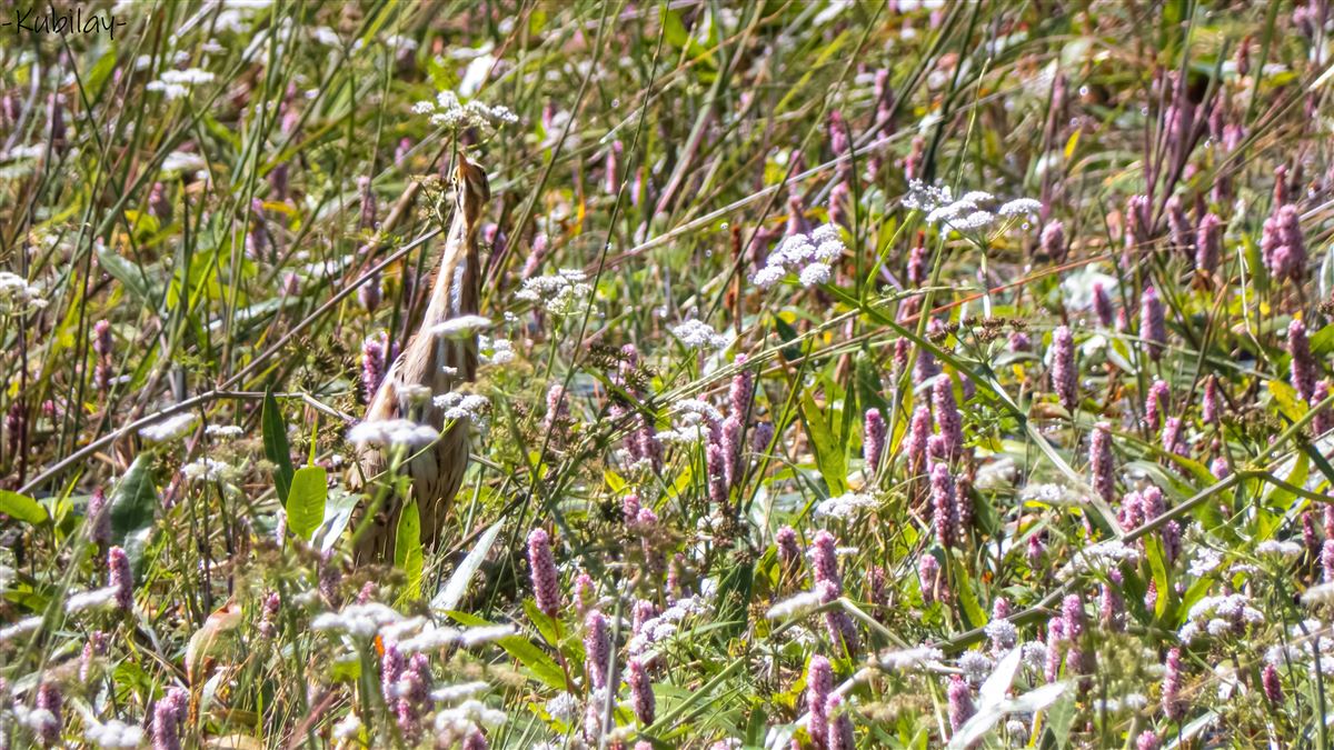 Little Bittern