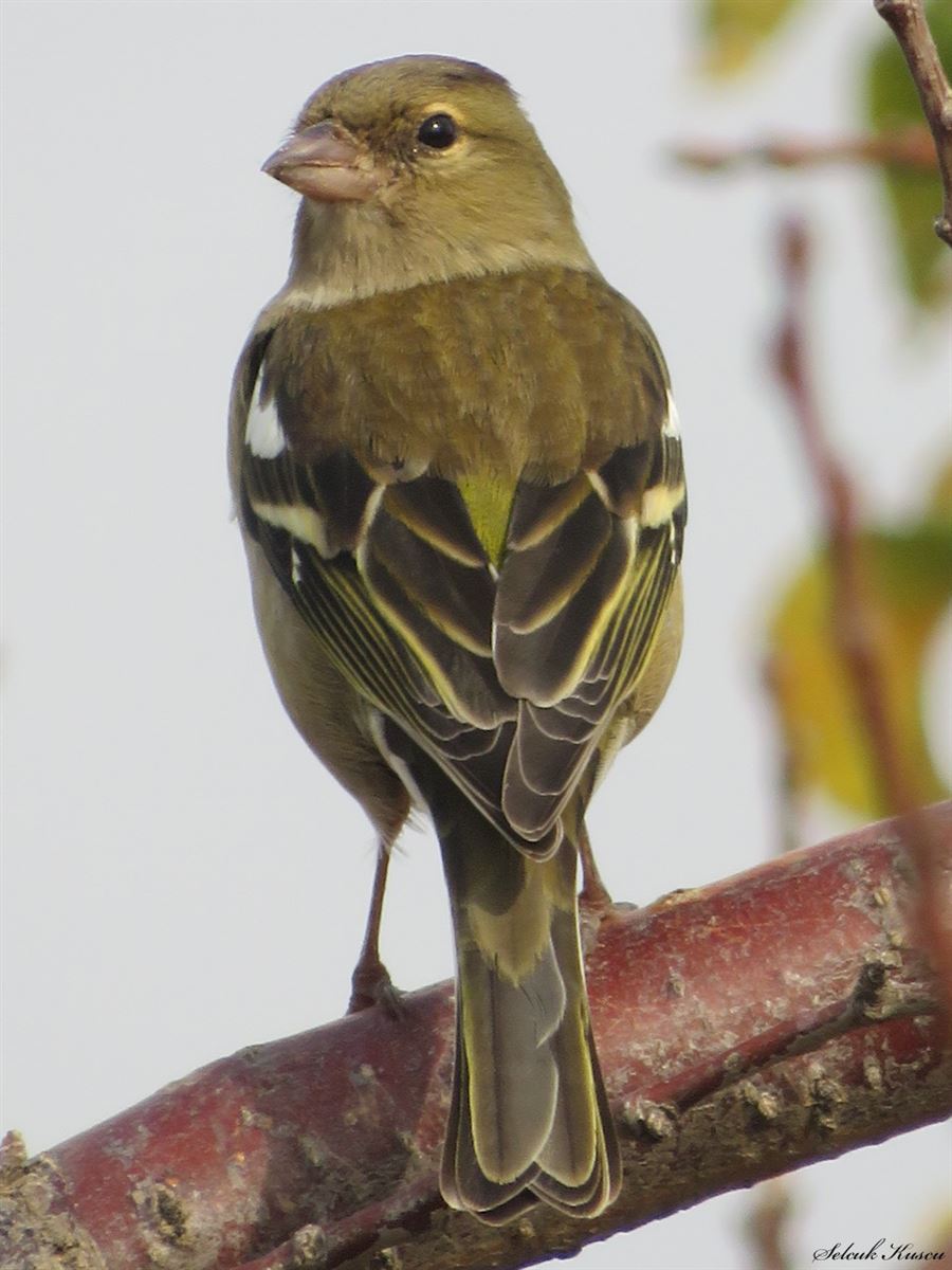 Eurasian Chaffinch