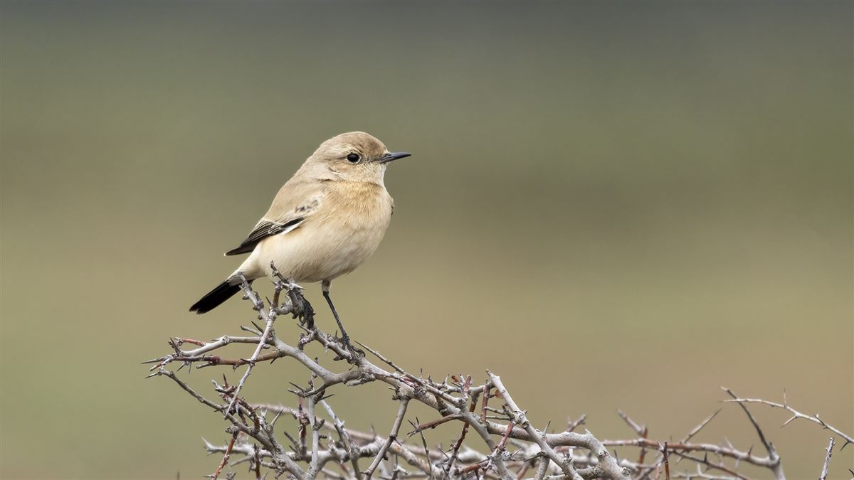 Desert Wheatear