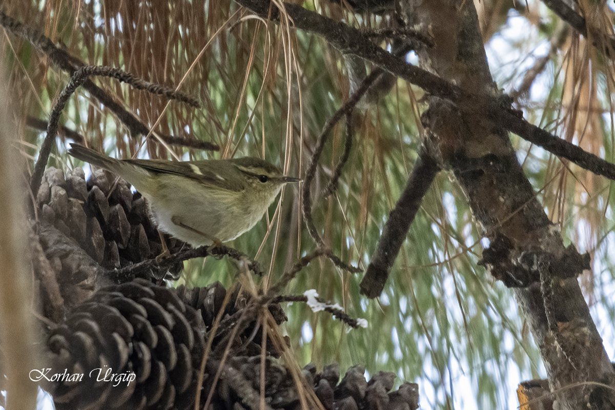 Hume`s Leaf Warbler