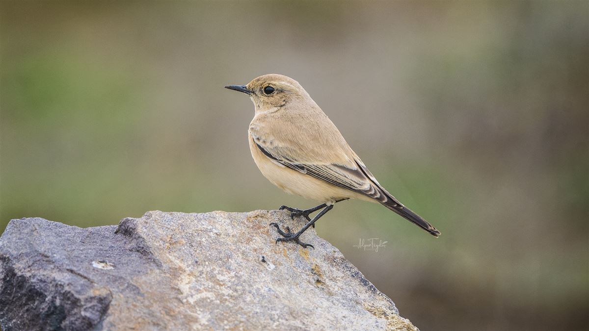 Desert Wheatear