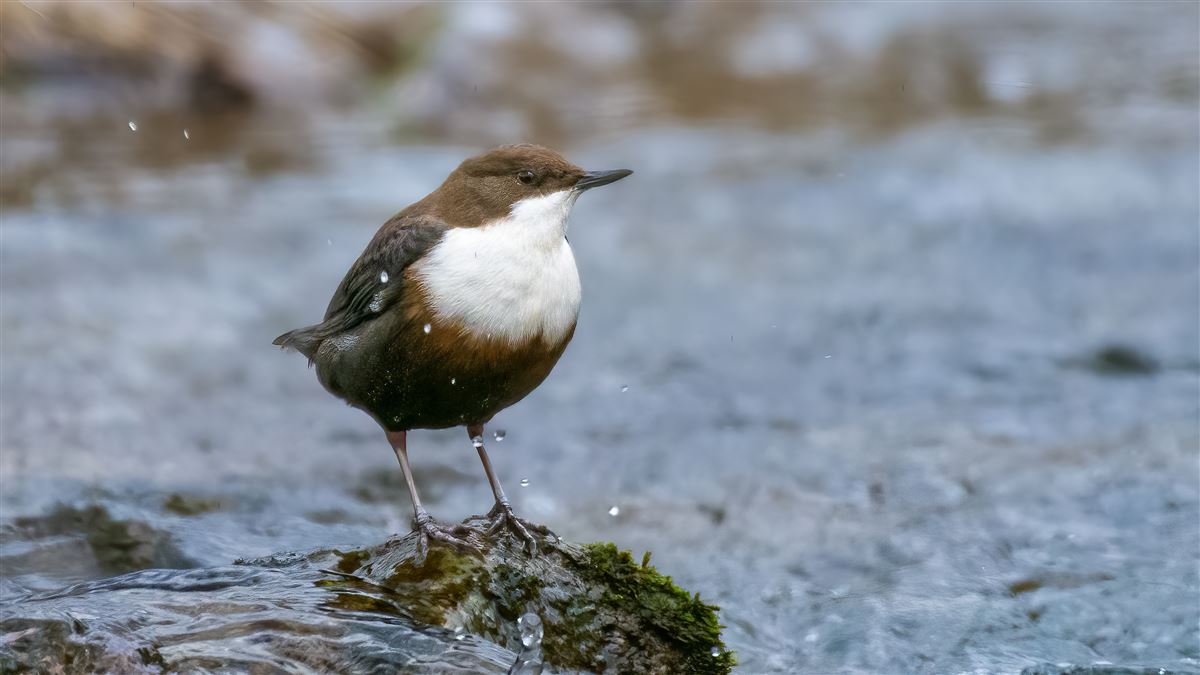 White-throated Dipper