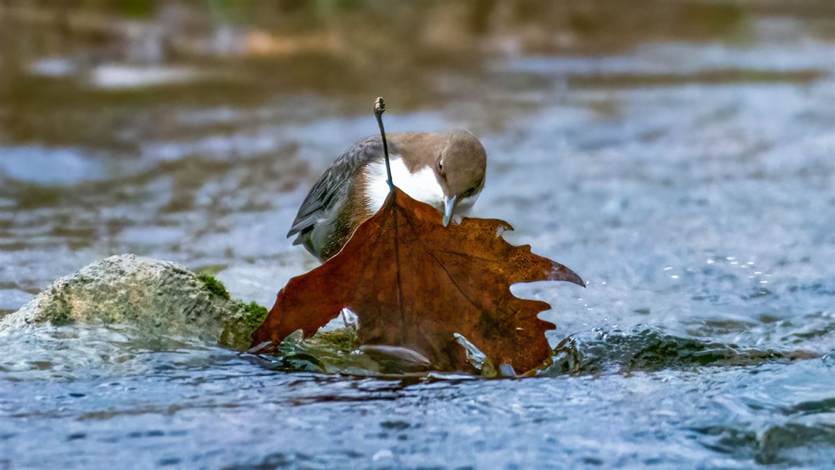 White-throated Dipper