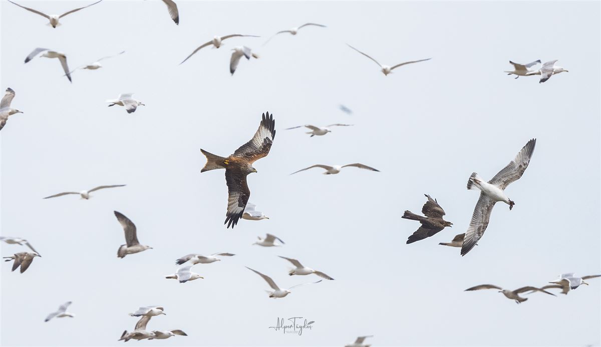 Red Kite
