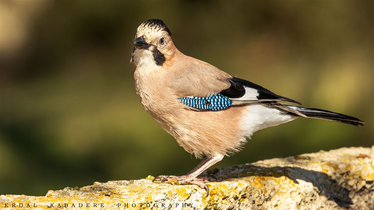 Eurasian Jay