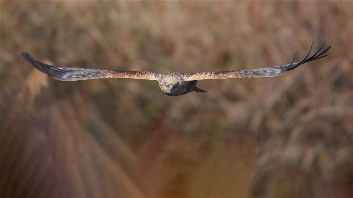 Western Marsh Harrier