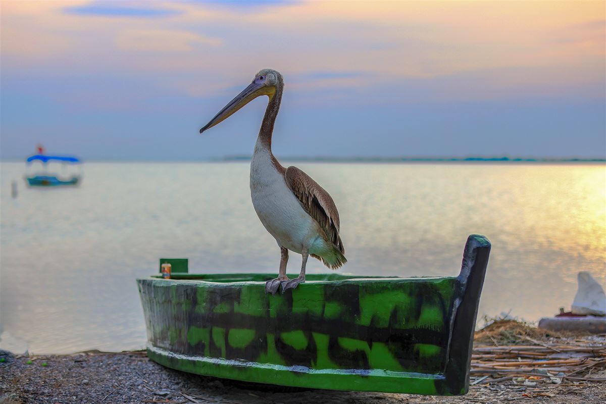 Great White Pelican
