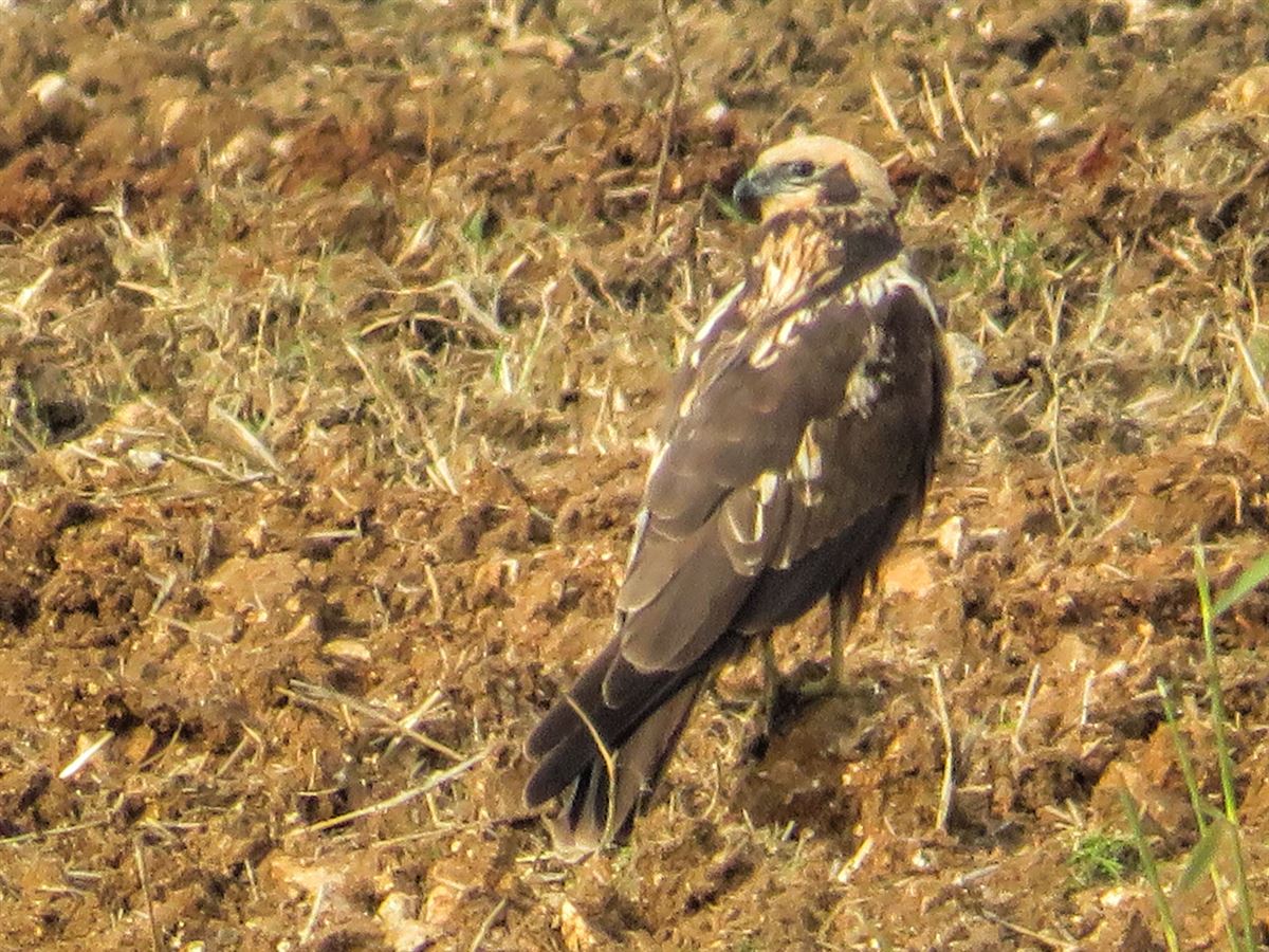 Western Marsh Harrier