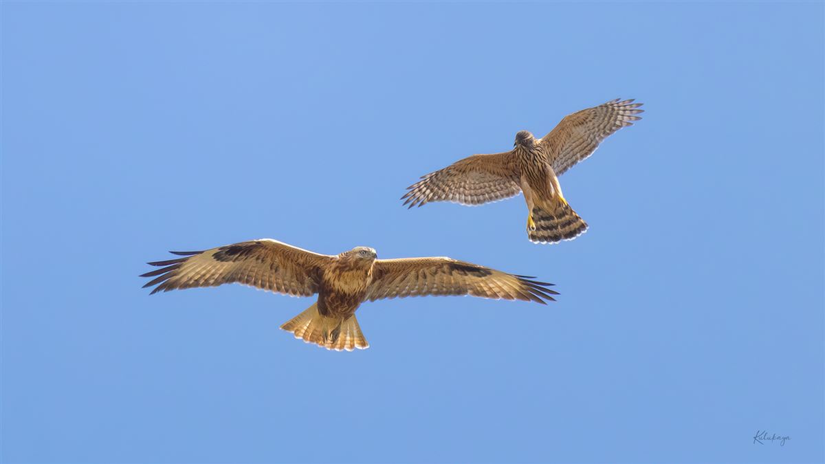 Eurasian Goshawk