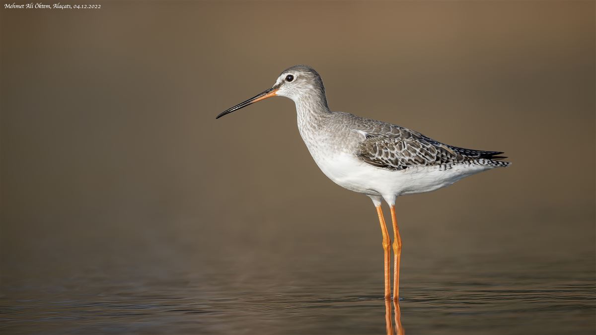 Spotted Redshank