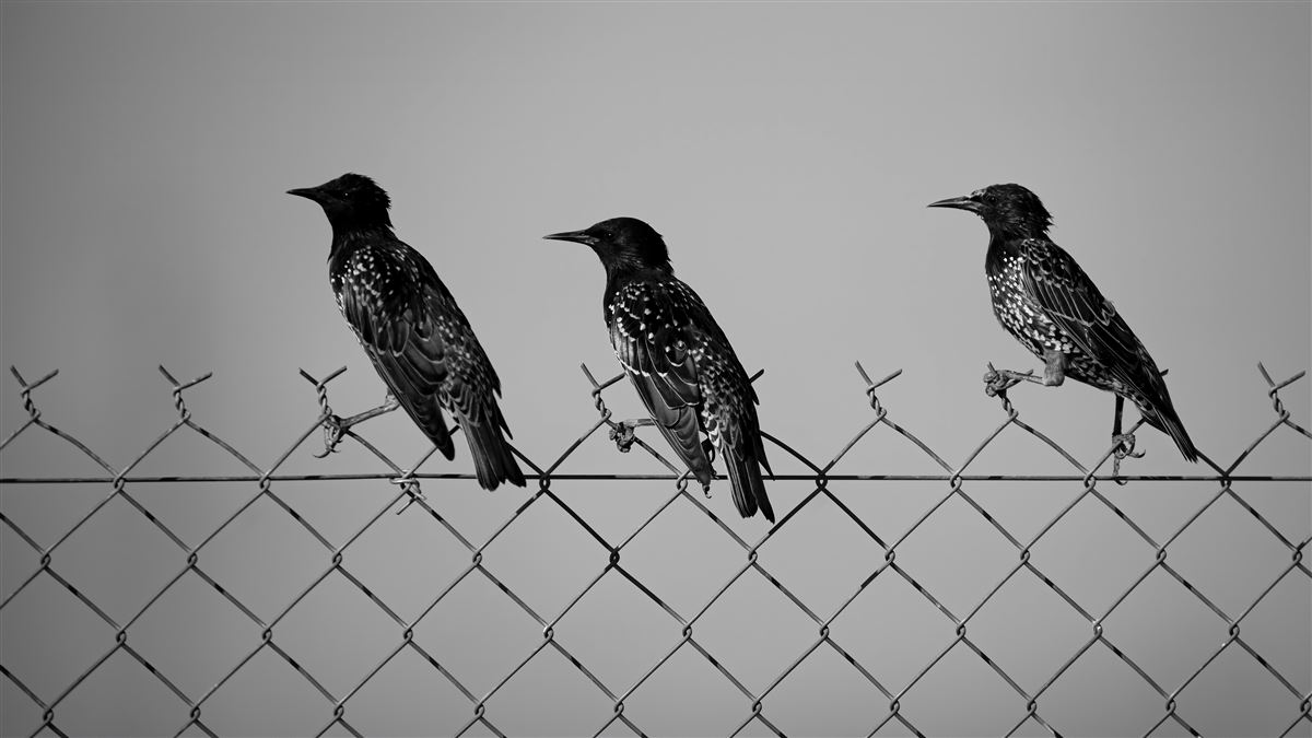 Common Starling