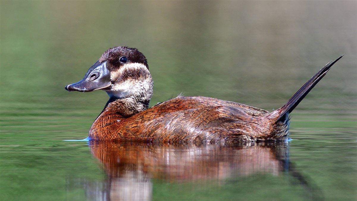 White-headed Duck