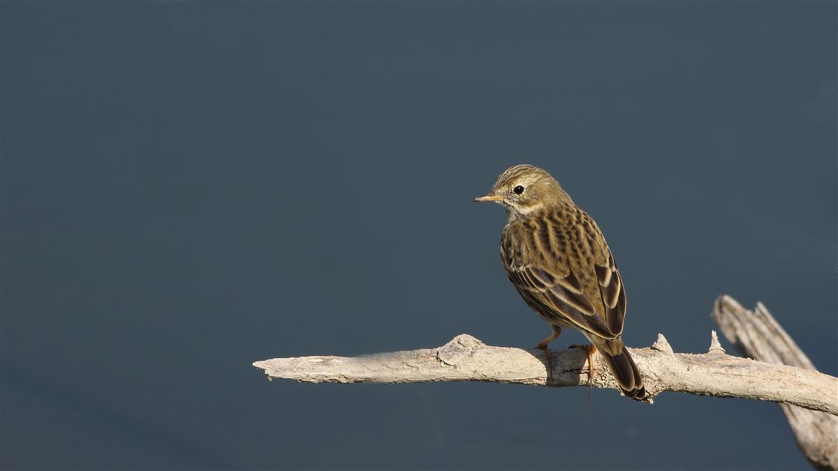 Meadow Pipit
