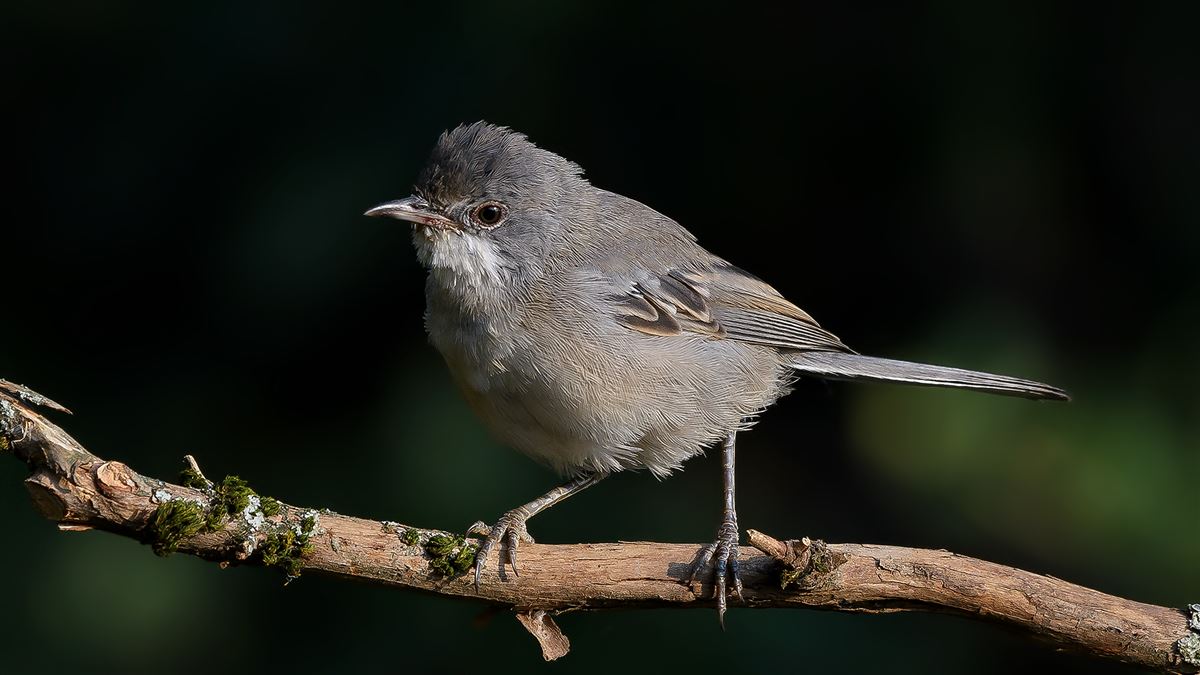 Rüppell`s Warbler