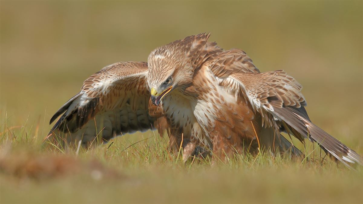 Long-legged Buzzard