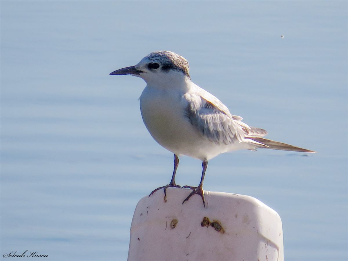 Whiskered Tern