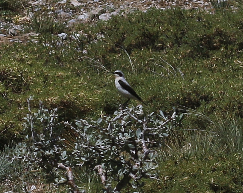 Northern Wheatear