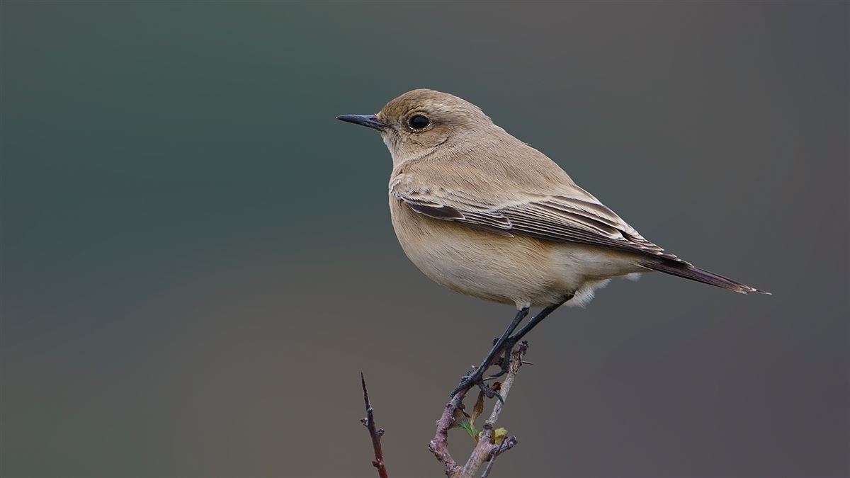 Desert Wheatear