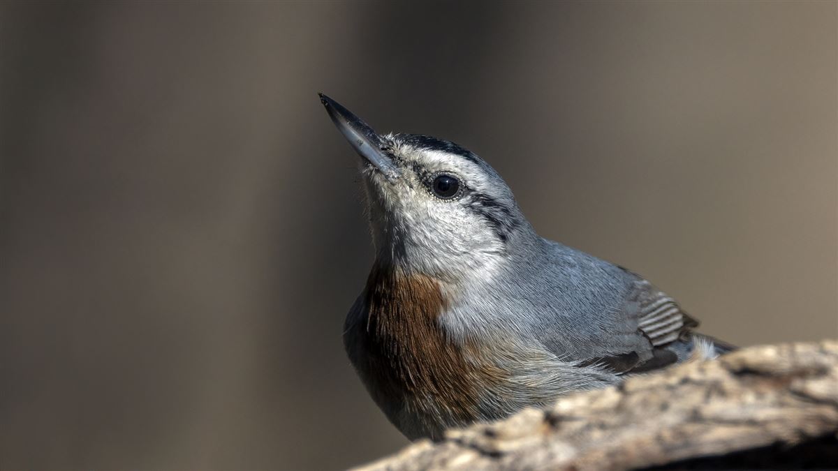 Krüper`s Nuthatch