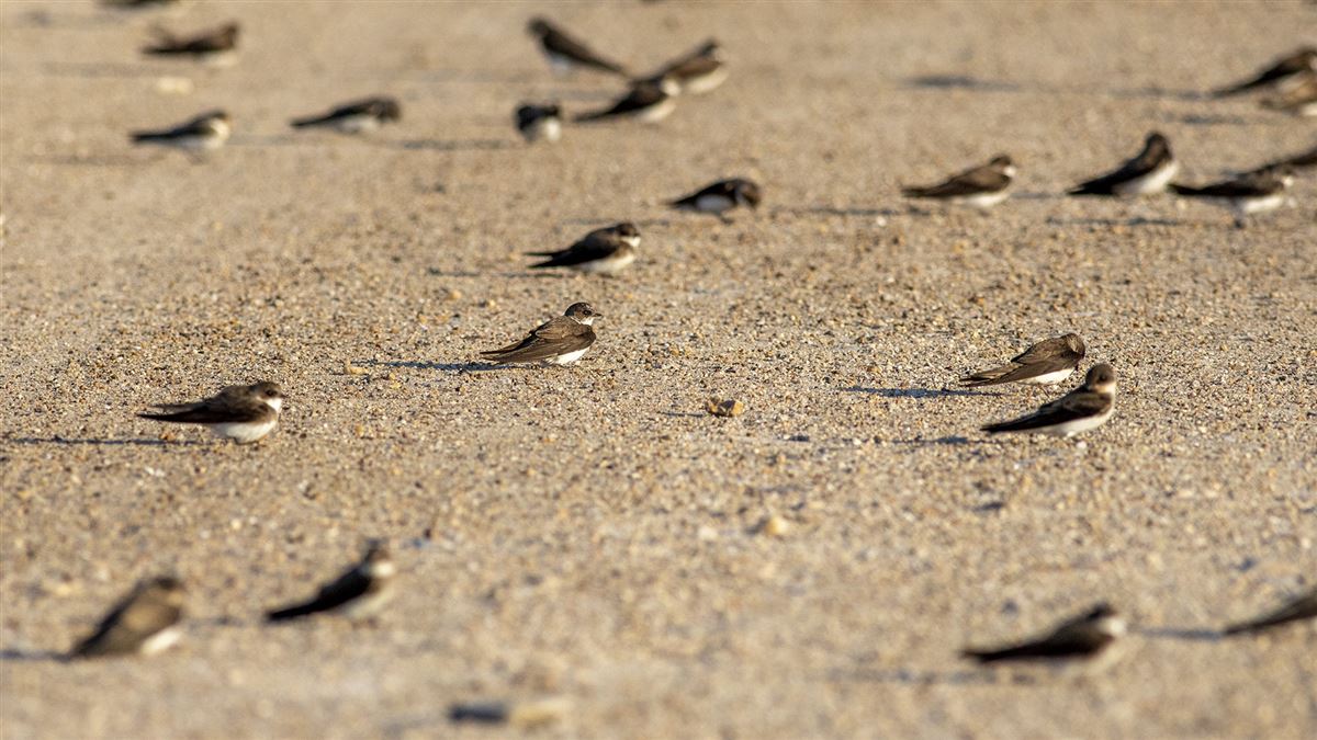 Sand Martin