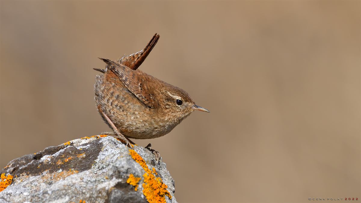 Eurasian Wren