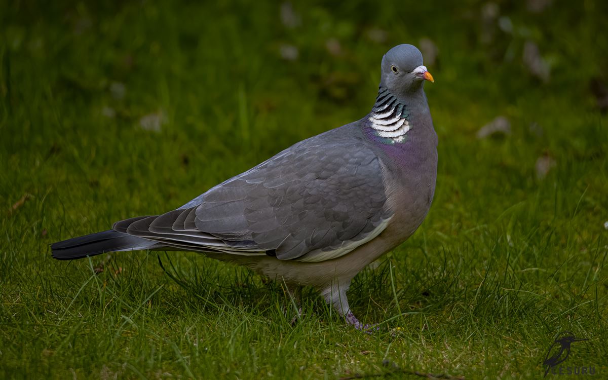 Common Wood Pigeon