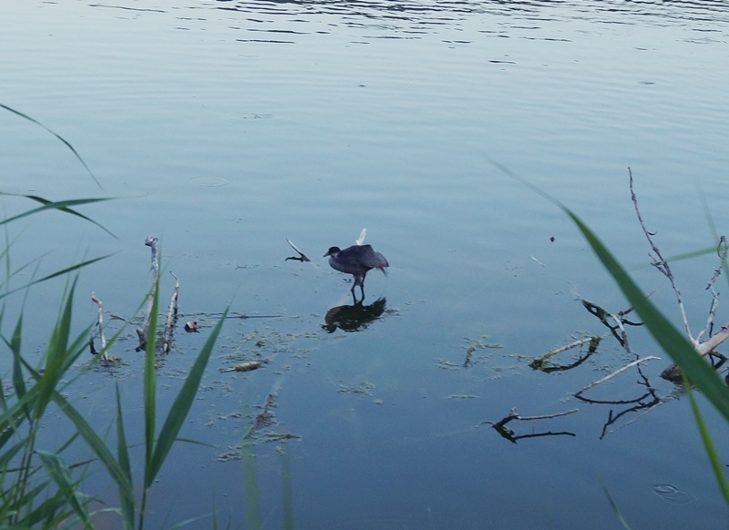 Eurasian Coot