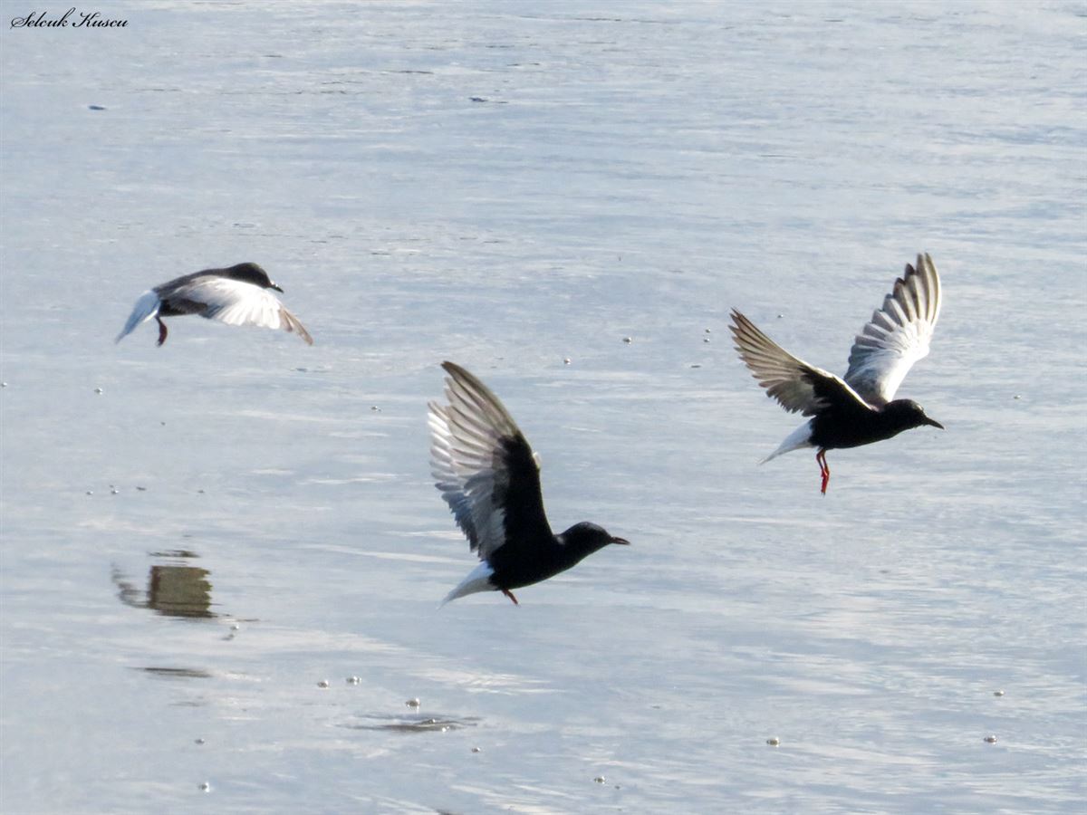 White-winged Tern