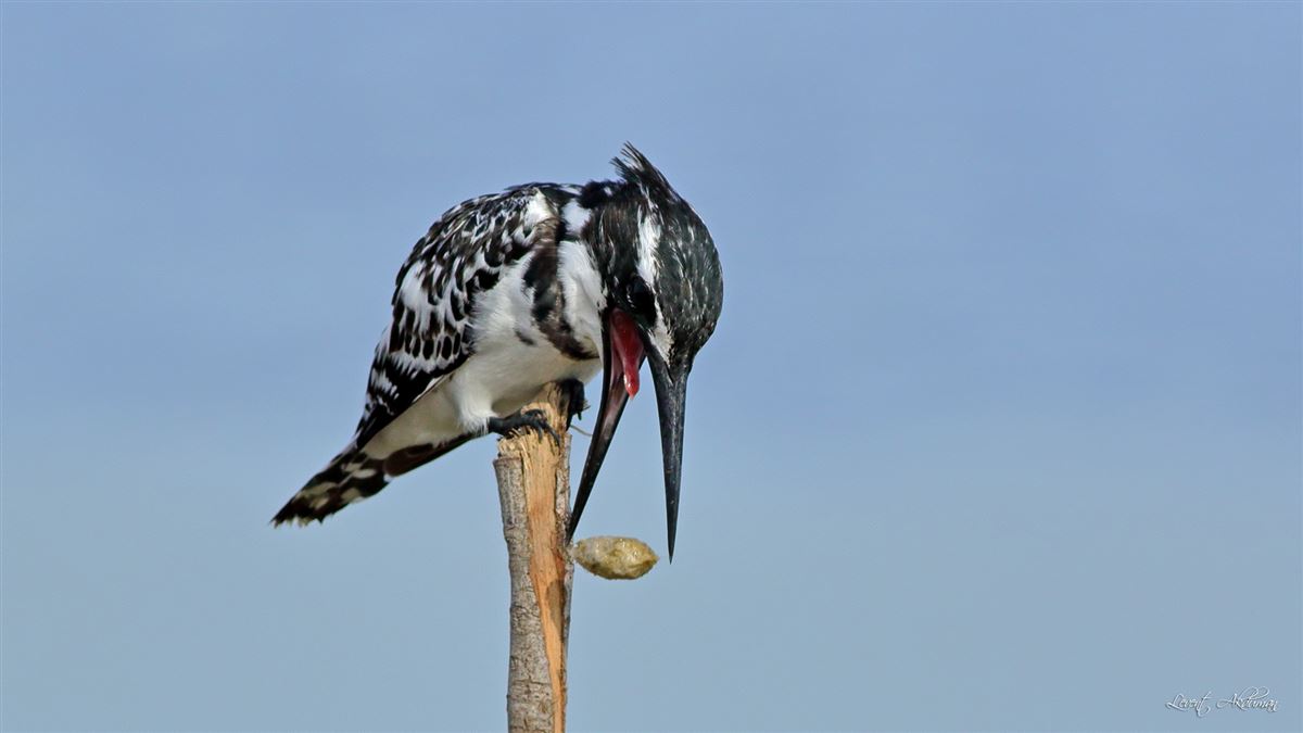 Pied Kingfisher