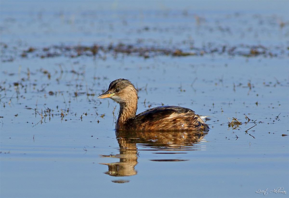 Little Grebe