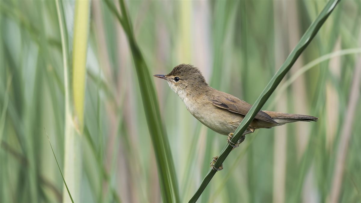 Common Reed Warbler