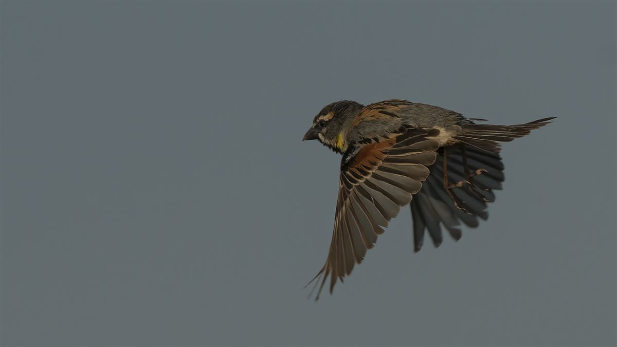 Dead Sea Sparrow