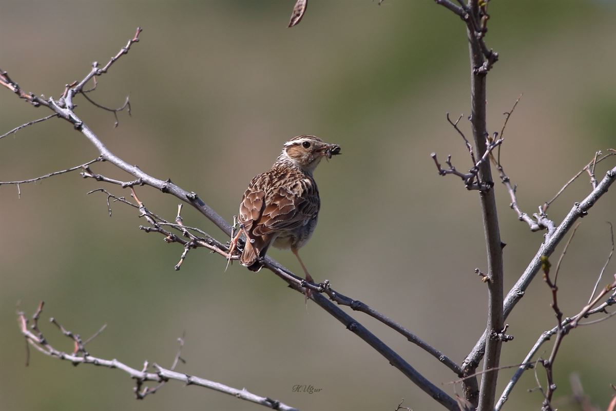 Woodlark