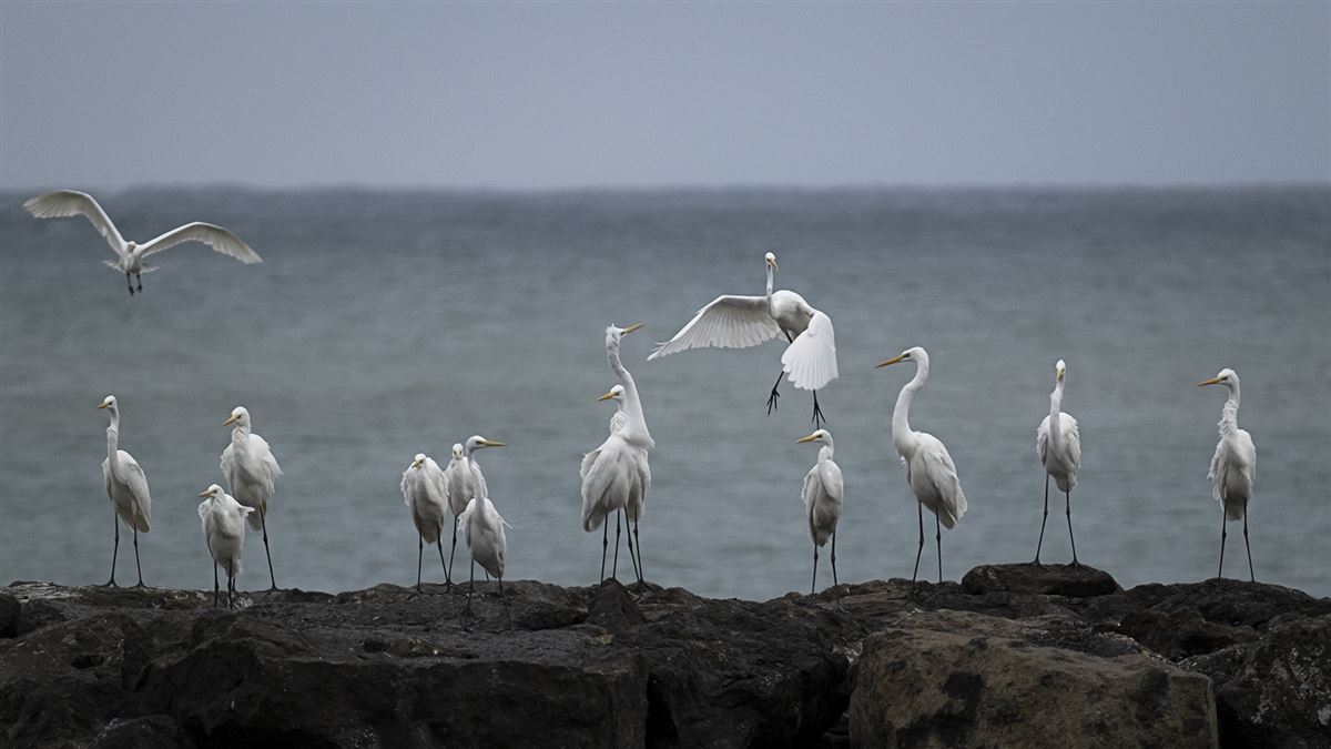 Great Egret