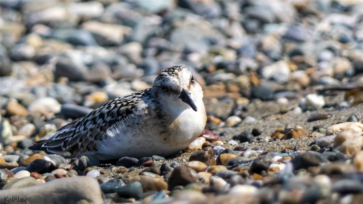 Sanderling