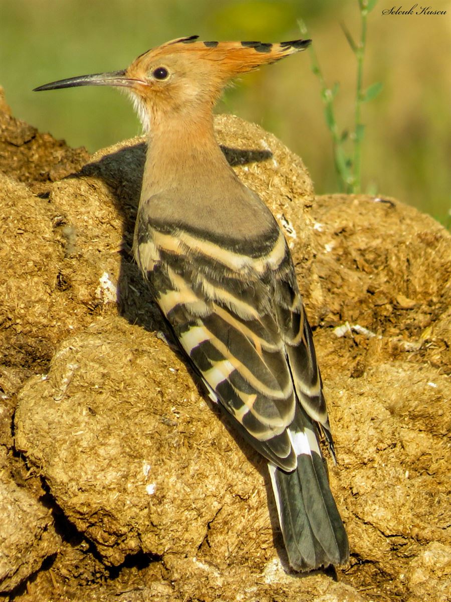 Common Hoopoe