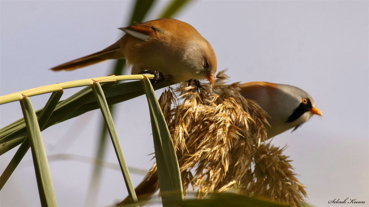 Bearded Reedling