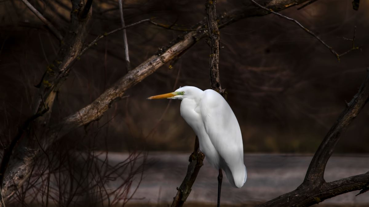 Great Egret