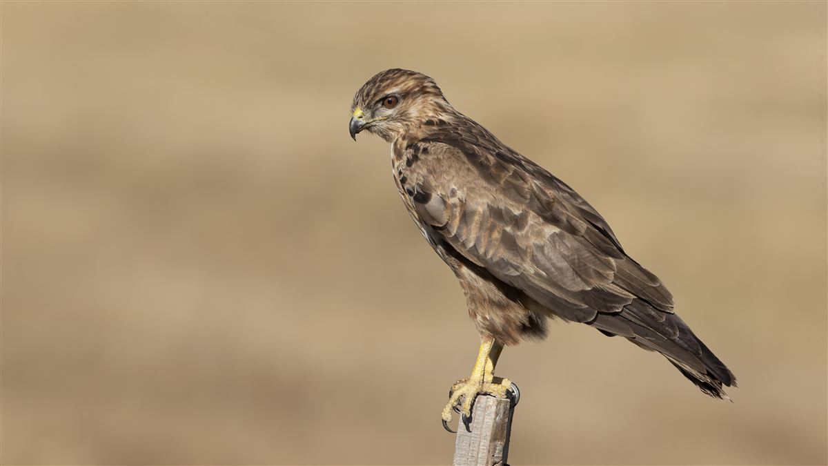 Common Buzzard