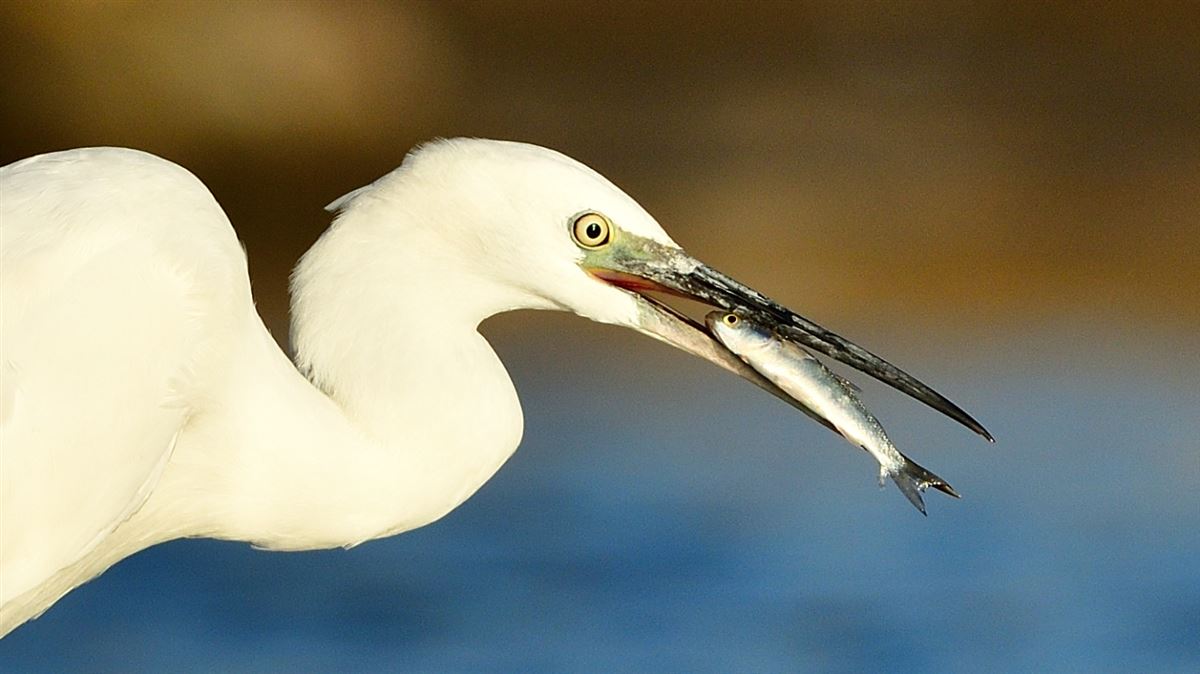 Little Egret