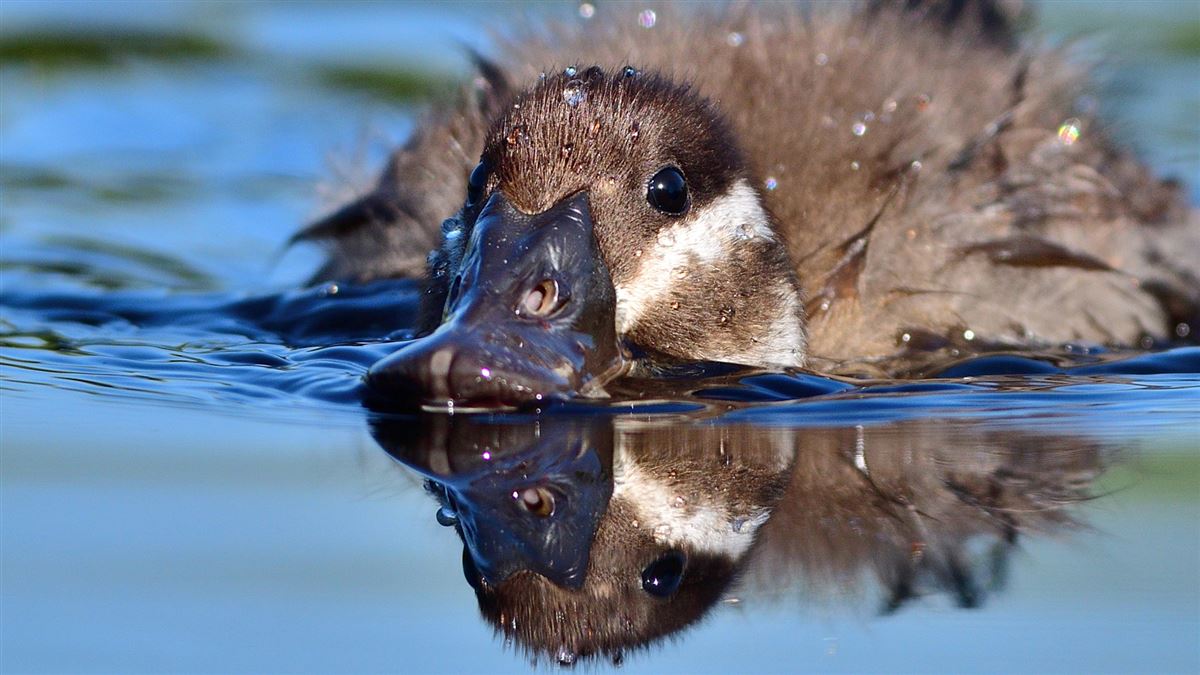 White-headed Duck
