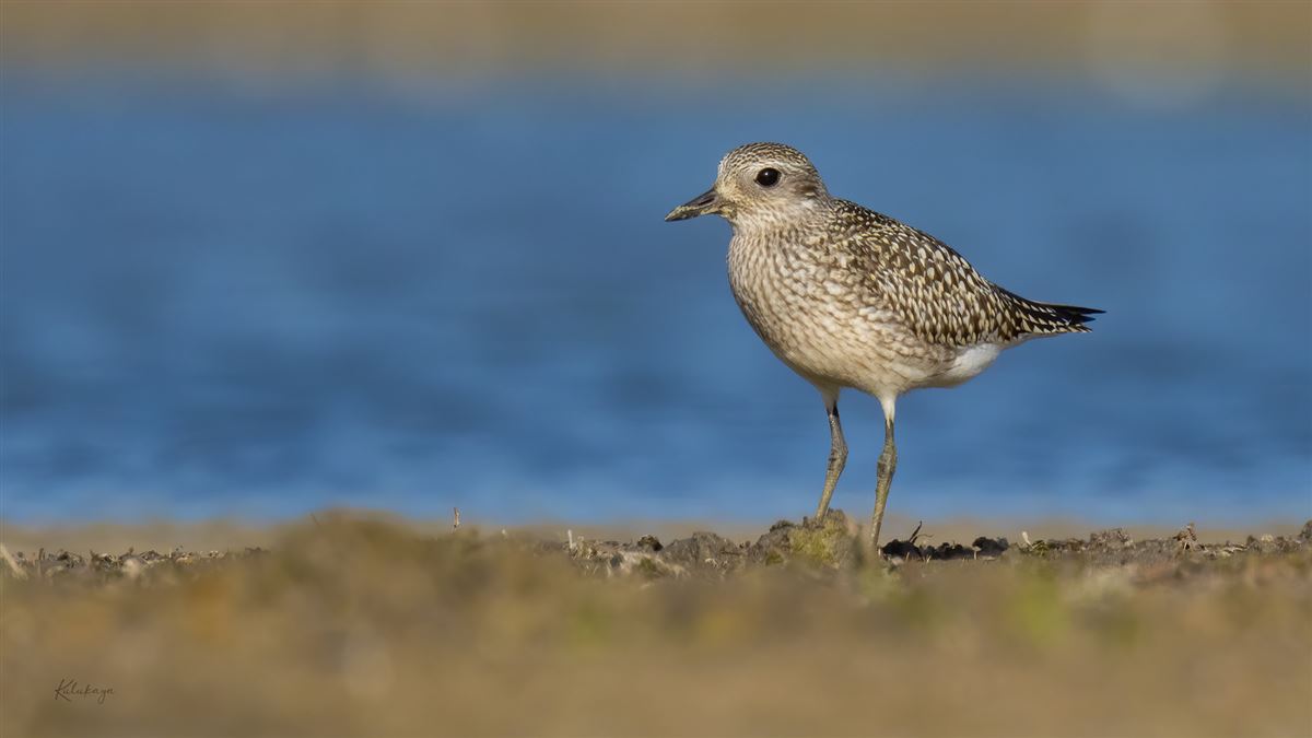Grey Plover