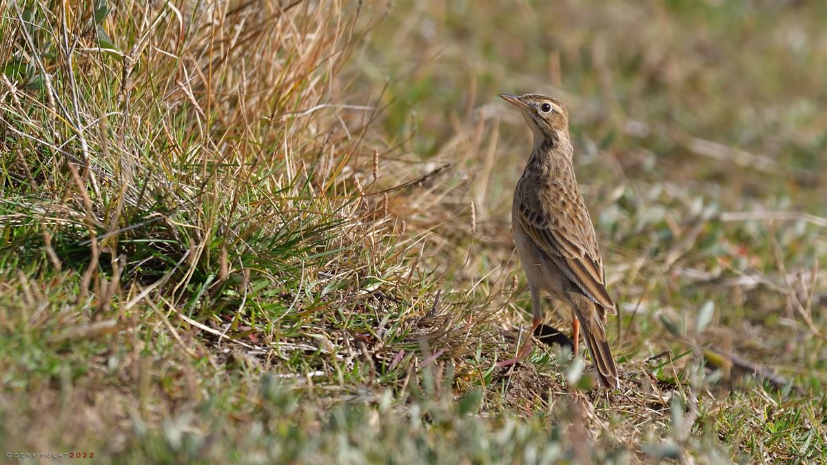 Richard`s Pipit