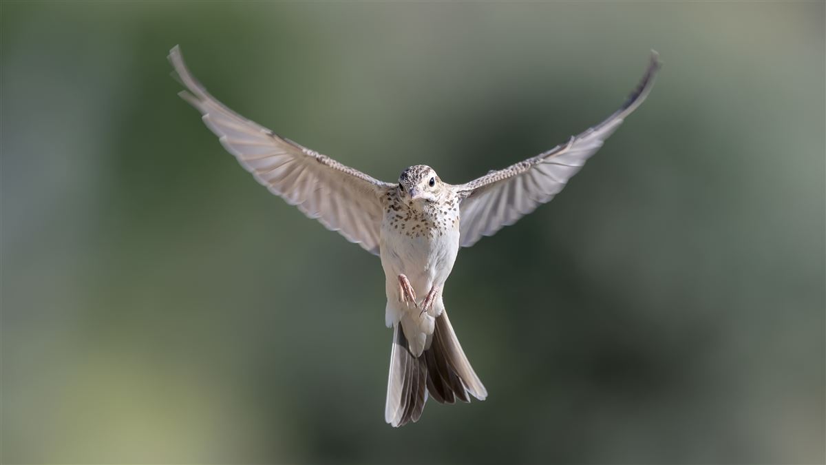 Tawny Pipit